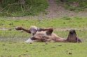 02 Oostvaardersplassen, konikpaarden